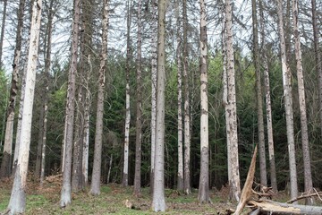 Obraz premium Dead spruce trees in the Thuringian forest