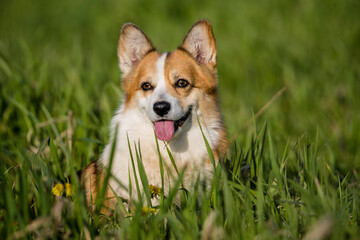pembroke welsh corgi sits in the tall green grass