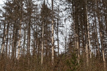 Dead spruce trees in the Thuringian forest