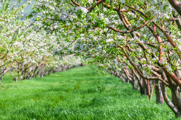 Row of Beautiful blooming of decorative apple and fruit trees
