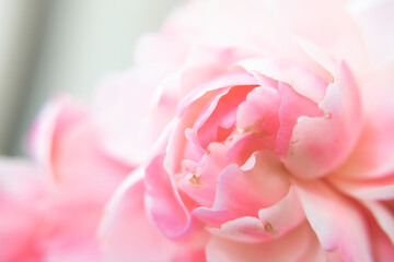 Pink Rose - Closeup Angled