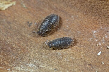 Common rough woodlouses, Porcellio scaber