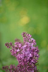Blurred background of green field with blooming purple lilac flowers in defocus. Morning sunlight. Vertical.