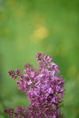 Fototapeta premium Blurred background of green field with blooming purple lilac flowers in defocus. Morning sunlight. Vertical.