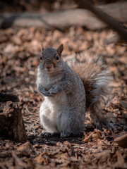 squirrel in the park