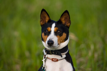 basenji close-up portrait of summer on the grass