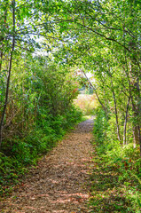 A nature trail through the woods.  Windsor, Vermont.