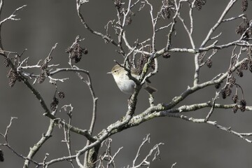 Common chiffchaff, Phylloscopus collybita