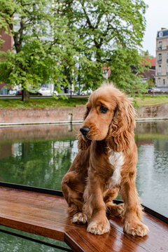 373 Best Cocker Spaniel Anglais Images Stock Photos Vectors Adobe Stock