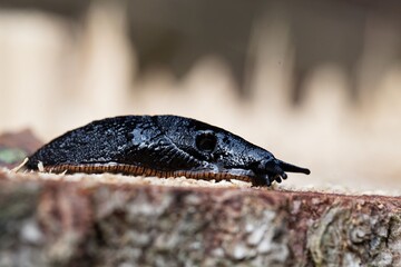 Black slug, Arion ater, on a wooden background.