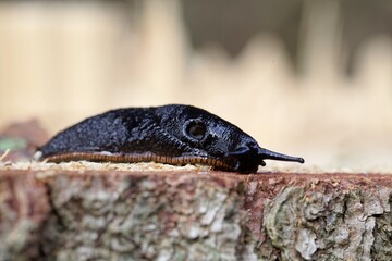 Black slug, Arion ater, on a wooden background.