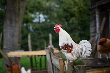 Portrait of a singing rooster