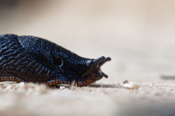 Black slug, Arion ater, on a wooden background.