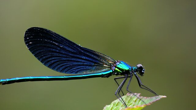 Blue damselfly on green background. Macro insects concept