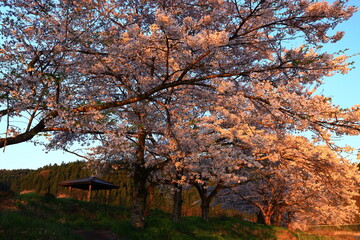 岩手県花巻市東和町　青空と桜並木