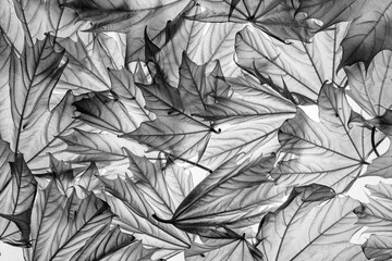 spring maple leaves