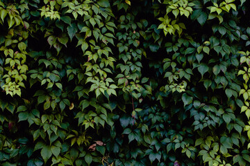 Green Bush Leafs