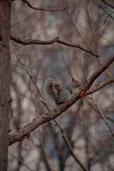 squirrel on the tree