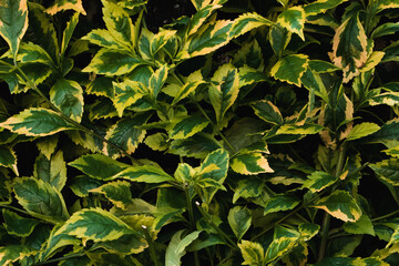 Green Mexican Creeper Leafs