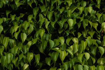 Green Natural Leafs