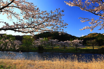 Naklejka premium 岩手県花巻市東和町 青空と桜並木