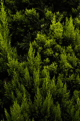 Natural Pine Tree Leafs