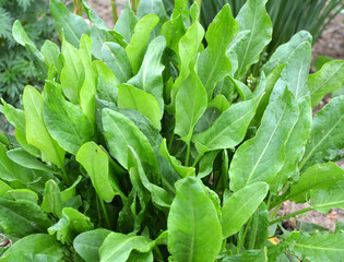 In the open ground in the garden grows sorrel.
