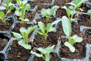 Seedlings of cabbage grown in plastic cassettes.