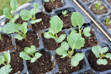 Seedlings of cabbage grown in plastic cassettes.