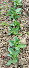 Horse bean (Vicia faba) grows in the soil