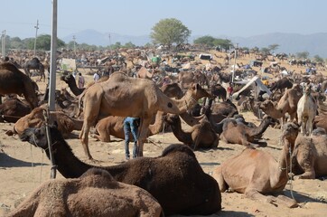 Hundreds of dromedaries at Pushkar Camel Fair