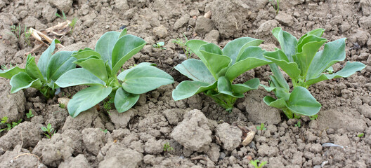 Horse bean (Vicia faba) grows in the soil