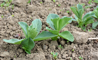 Horse bean (Vicia faba) grows in the soil