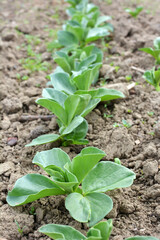 Horse bean (Vicia faba) grows in the soil