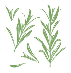 Rosemary. A set of silhouettes of green rosemary twigs and leaves. Vector image isolated on a white background.