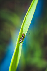 close up ant on the grass 