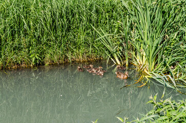 Young duck with ducklings, on a sunny day, on the water of the Danube tributary near Novi Sad, Serbia. 