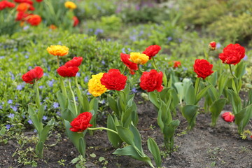 Obraz premium Colored tulips in the garden