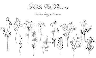 Flowers and herbs vector for design. background with flowers. Set of herbs and flowers hand-drawn for design. Botanical set. Stylish minimalistic plants.