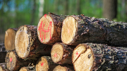 ścięte drzewa, bale drewniane ułożone w lesie