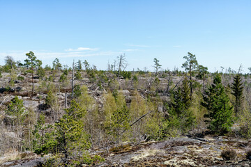 Tyresta National Park, Sweden, 22 years after a major forest fire that took place in 1999. 