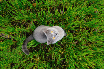 Cat playing in the grass. Cat hunts in the garden.	