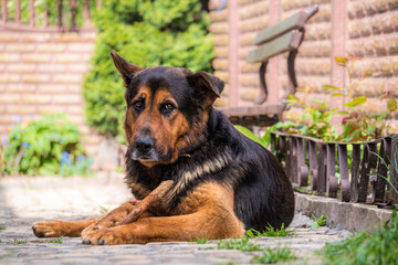 Playful Large German Shepherd Dog	