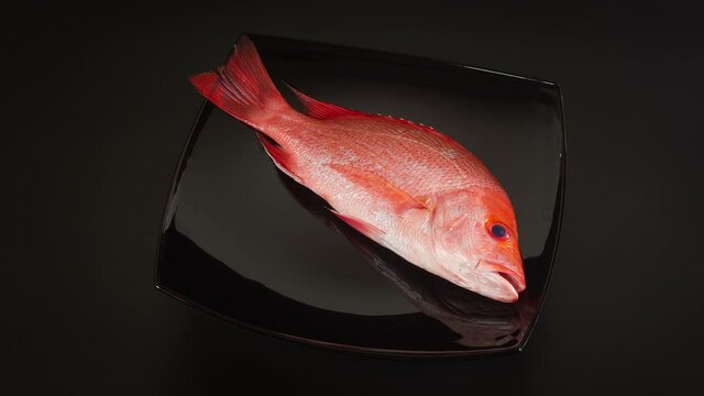 Fresh raw red snapper (grouper) fish close up rotation on the black plate, black background 4K