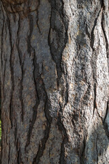 Bark of pine tree. Natural coniferous bark background
