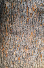 Obraz premium The base of the trunk of an old cedar in Park. Cedrus libani, the cedar of Lebanon or Lebanese cedar