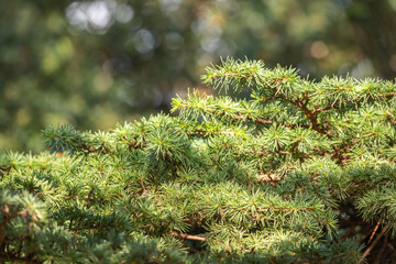 Background of green spruce branches in sunset light