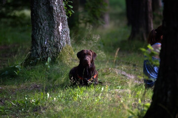 Brązowy pies leżący wśród drzew - obrazy, fototapety, plakaty