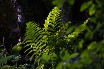 Zielona paproć makro   © Monika