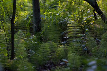 Zielona roślinność leśna skrzypy paprocie  makro	